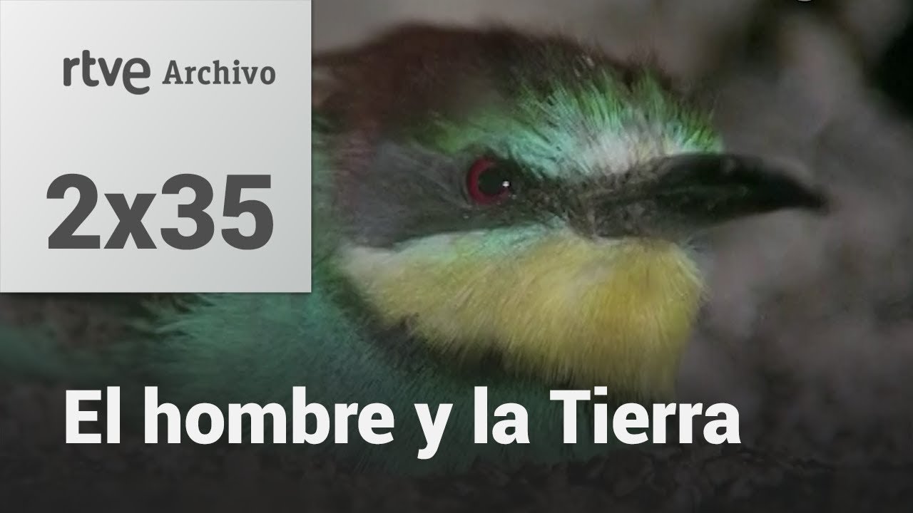 El hombre y la tierra: Capítulo 53 - El abejaruco I | RTVE Archivo