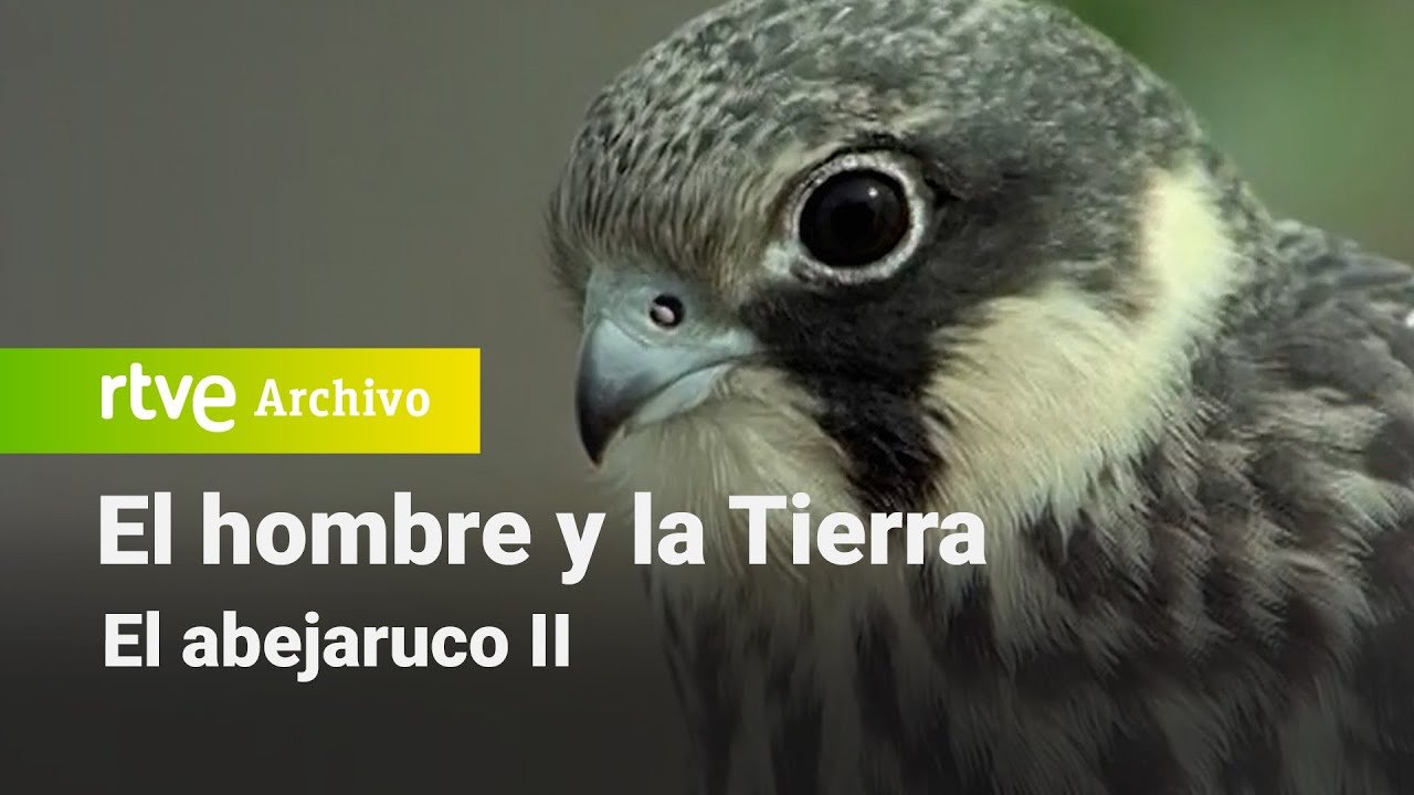 El hombre y la tierra: Capítulo 54 - El abejaruco II | RTVE Archivo