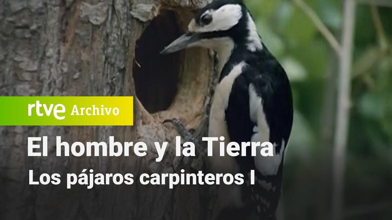 El hombre y la tierra: Capítulo 58 - Los pájaros carpinteros I | RTVE Archivo