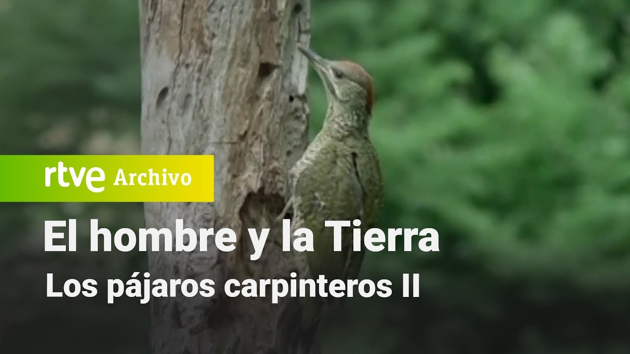 El hombre y la tierra: Capítulo 59 - Los pájaros carpinteros II | RTVE Archivo