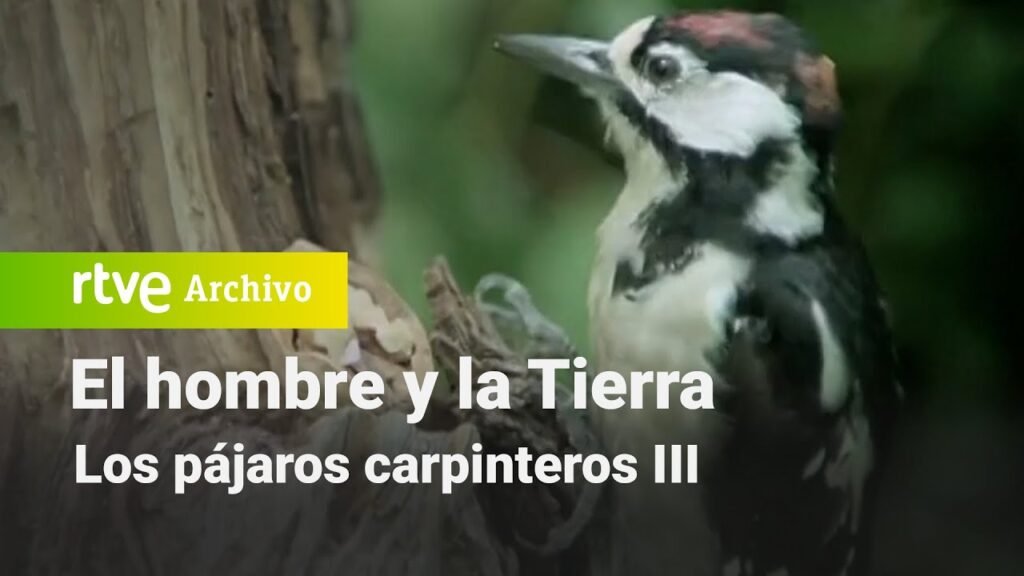 El hombre y la tierra: Capítulo 60 - Los pájaros carpinteros III | RTVE Archivo