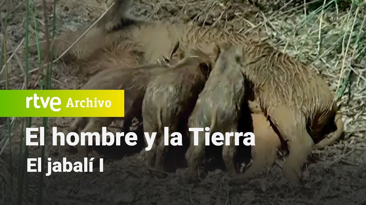 El hombre y la tierra: Capítulo 61 - El jabalí I | RTVE Archivo