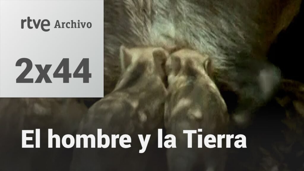 El hombre y la tierra: Capítulo 62 - El jabalí II | RTVE Archivo