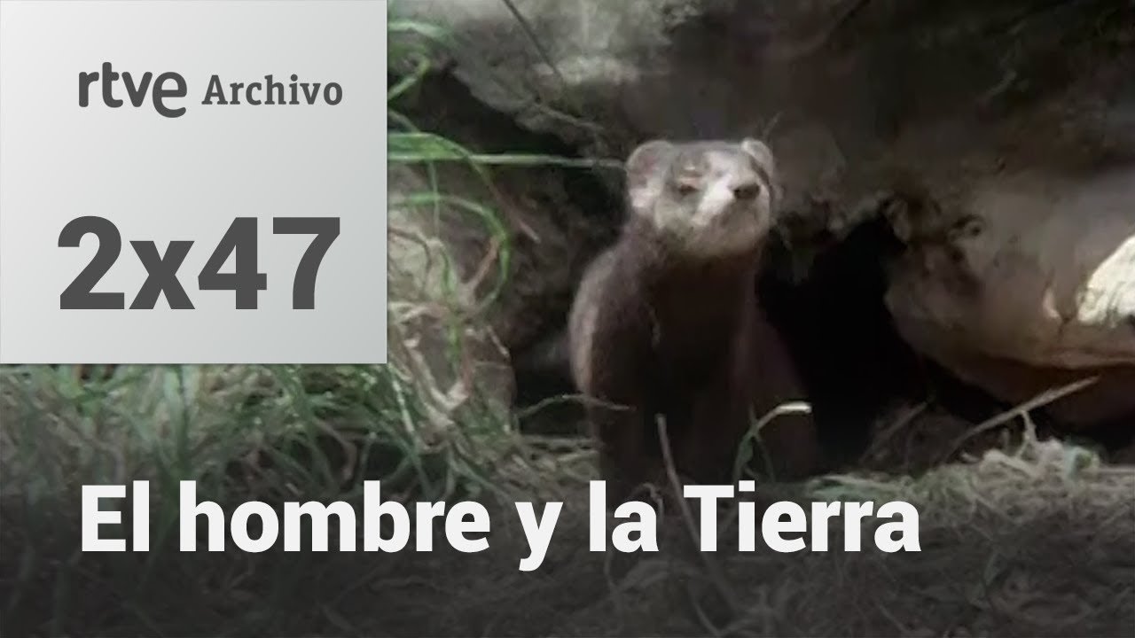 El hombre y la tierra: Capítulo 65 - El juego de la caza I | RTVE Archivo