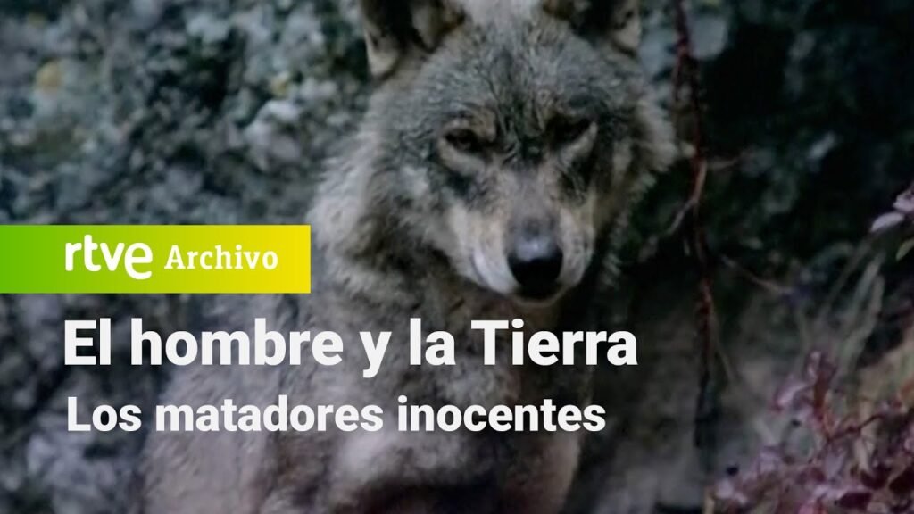 El hombre y la tierra: Capítulo 69 - Los matadores inocentes | RTVE Archivo