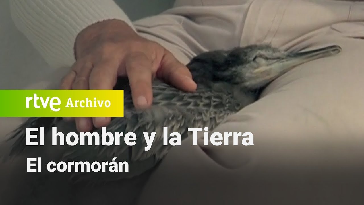 El hombre y la tierra: Capítulo 70 - El cormorán | RTVE Archivo