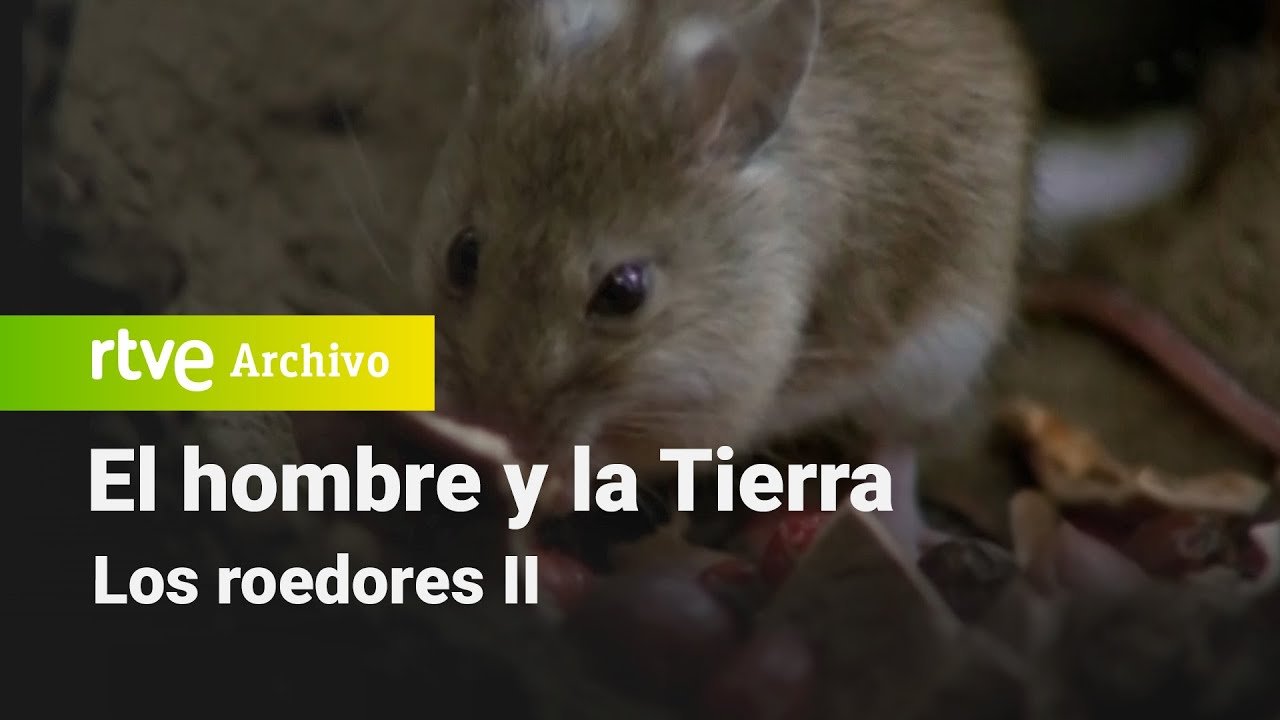 El hombre y la tierra: Capítulo 77 - Los roedores II | RTVE Archivo