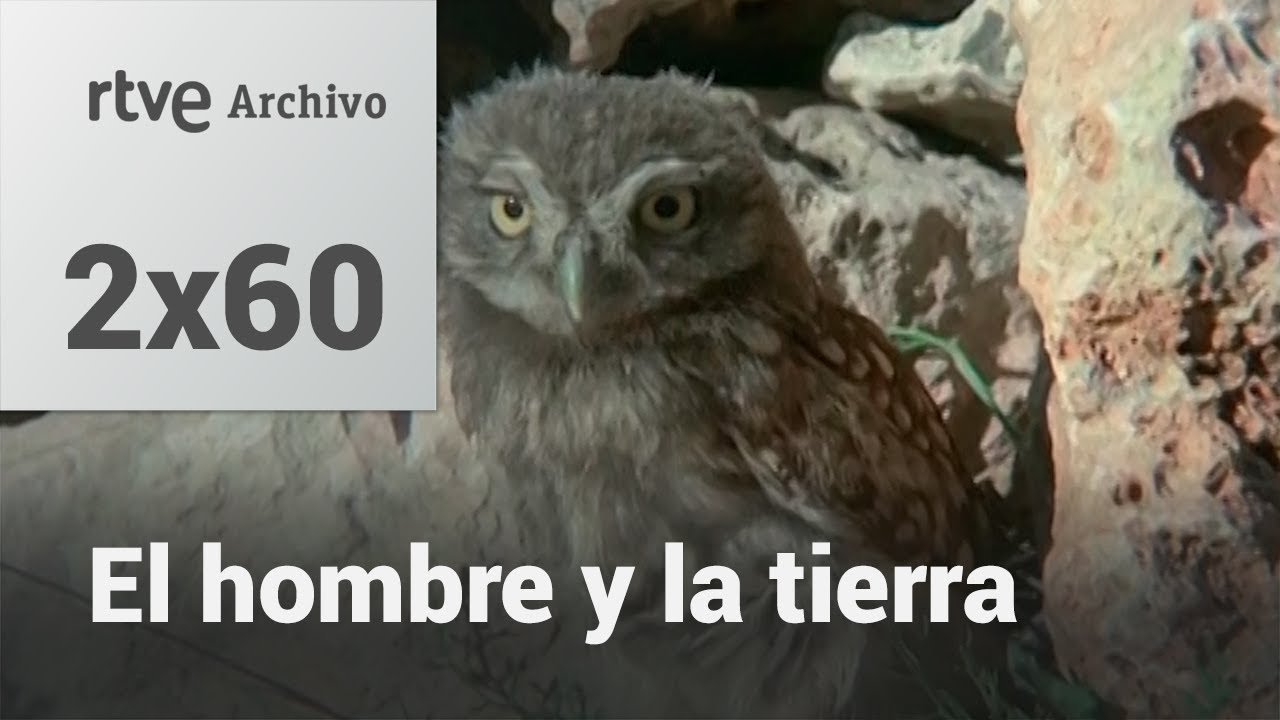 El hombre y la tierra: Capítulo 78 - Rapaces nocturnas ibéricas | RTVE Archivo