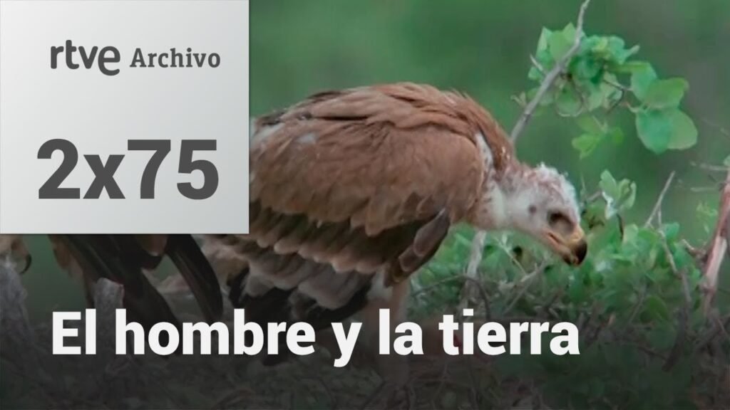 El hombre y la tierra: Capítulo 91 - El águila Imperial II | RTVE Archivo