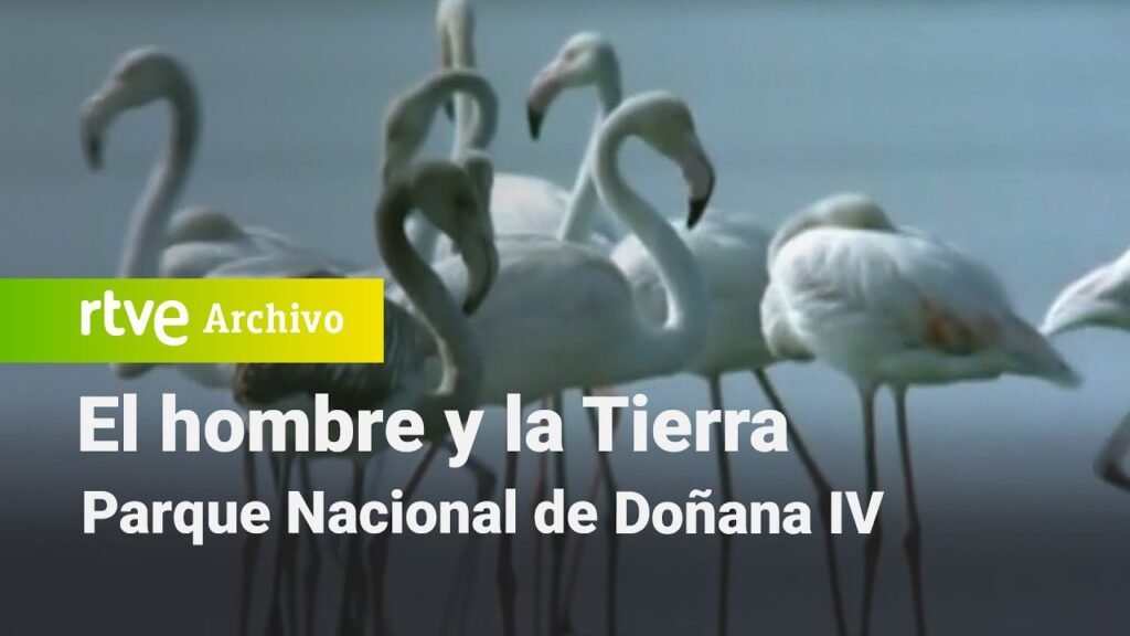 El hombre y la tierra: Capítulo 95 - Parque nacional de Doñana IV | RTVE Archivo