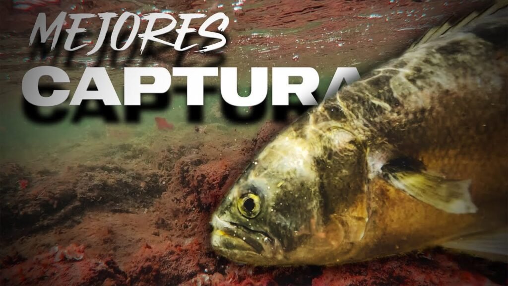 El MEJOR Señuelo / EGING / Mis Mejores Capturas | Lured Q&A