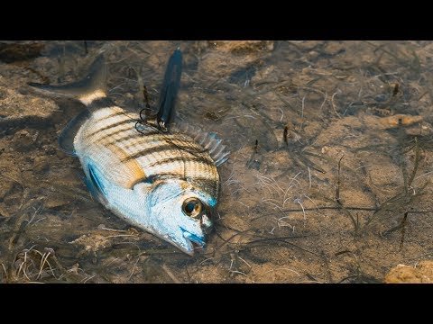 ¡El PRIMERO que capturo con SEÑUELO! | Lured Vlog 87