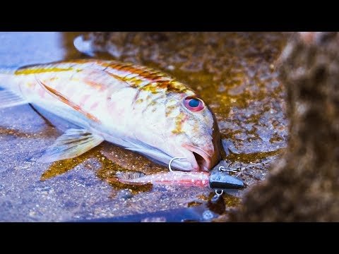 El ÚLTIMO Pez que ESPERABA CAPTURAR / Señuelos RÍGIDOS vs VINILOS (Parte 2) | Lured Vlog 84