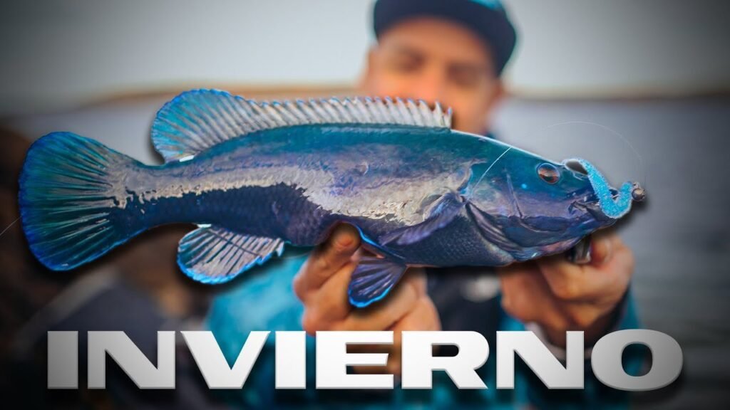 Es SU MOMENTO [Maragota a Rockfishing] | Lured Vlog 264