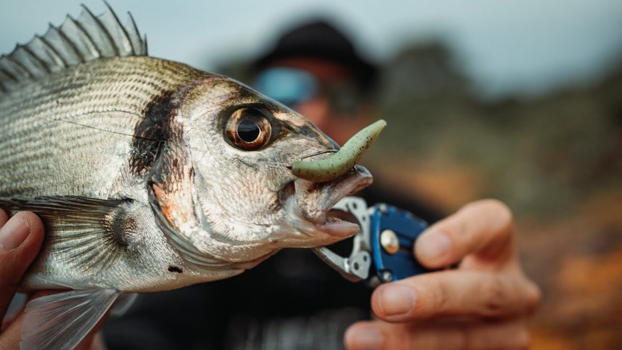 ESTE Montaje   es lo MÁS EFECTIVO que he probado para Pesca de DORADAS | Lured Vlog 271