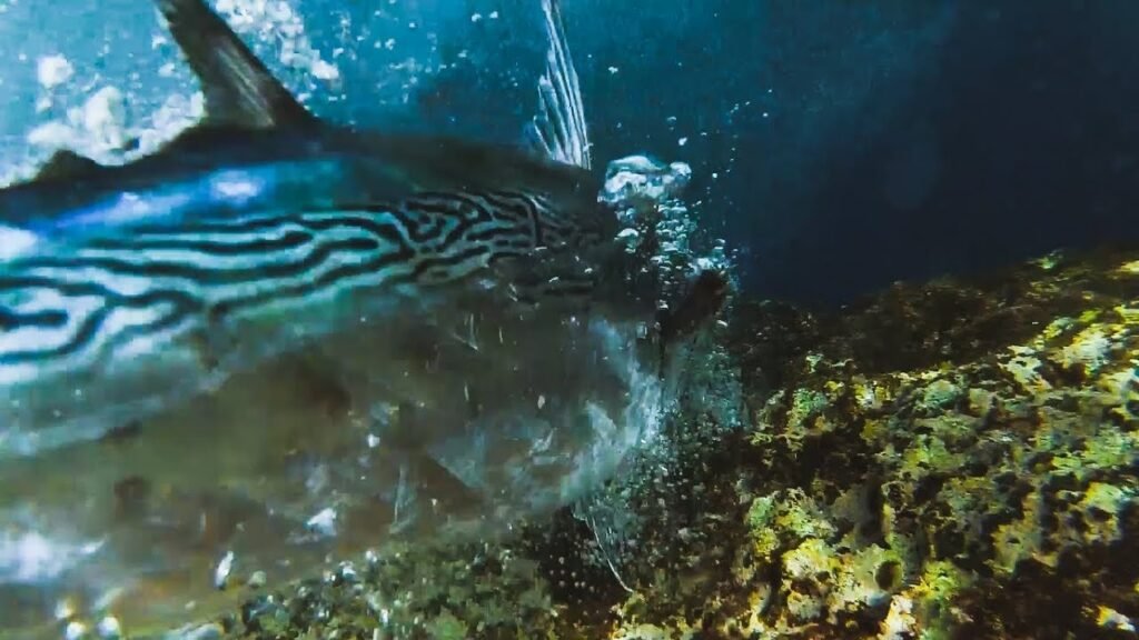 ESTOS son los PECES que busco