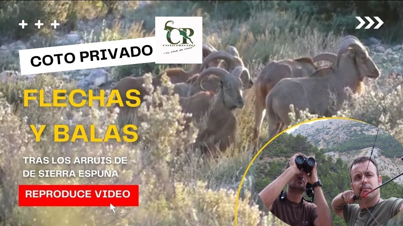 FLECHAS Y BALAS TRAS LOS ARRUIS DE SIERRA ESPUÑA en Mula - Murcia