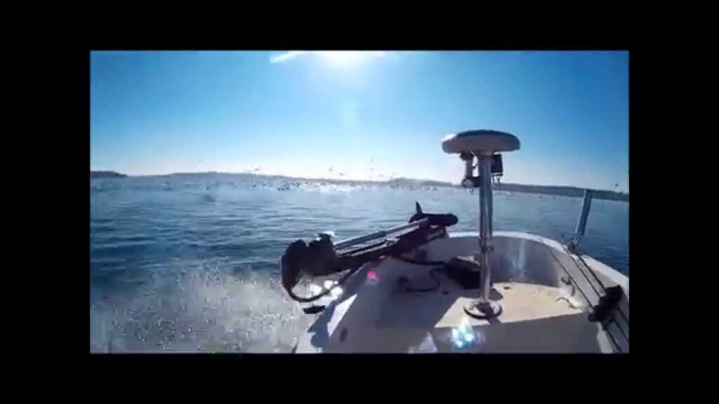 Gaviotas en el pantano
