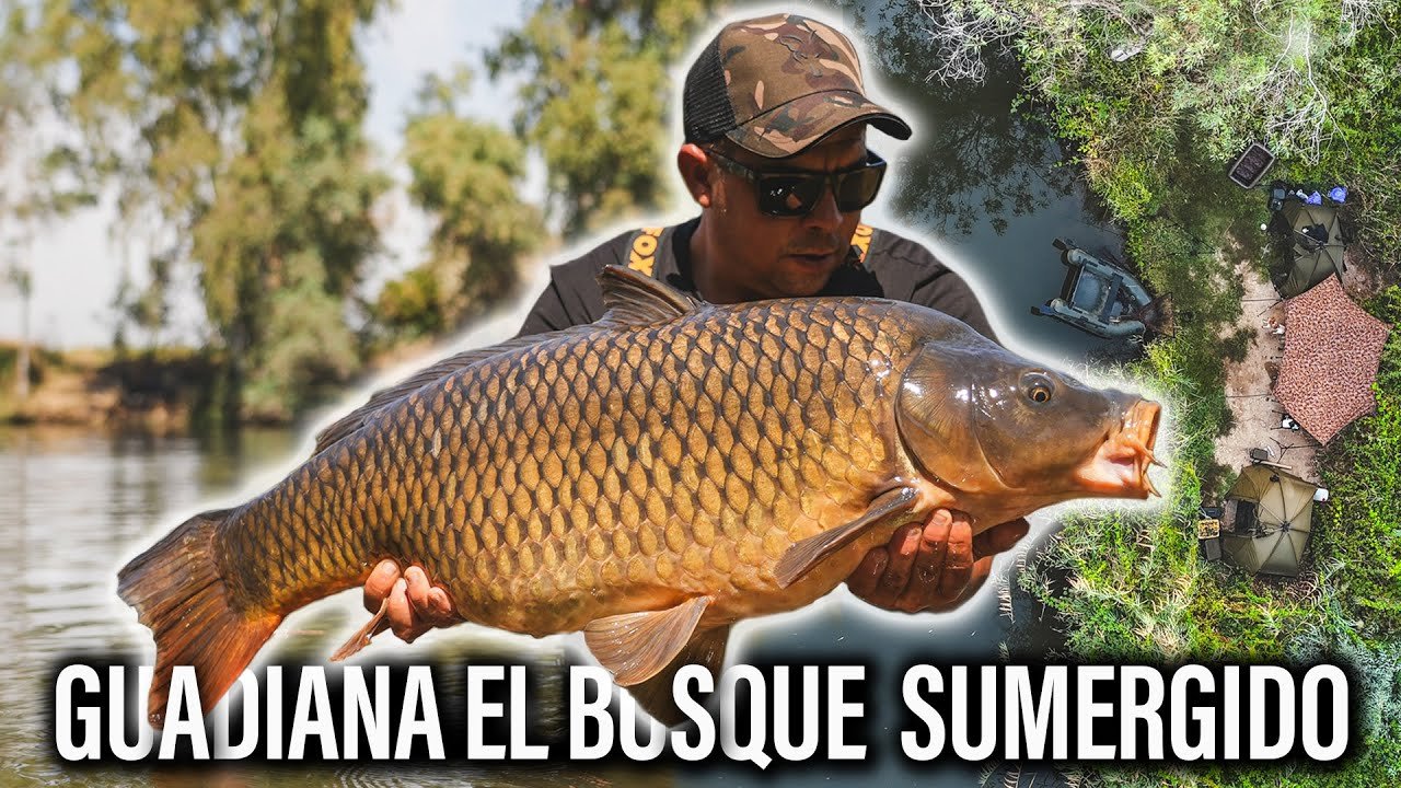 GUADIANA, EL BOSQUE SUMERGIDO. CARPFISHING TV