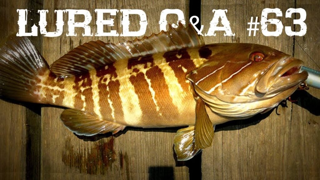 ¿Los PECES más RAROS? ¿SEÑUELOS para la NOCHE? | Lured Q&A #63