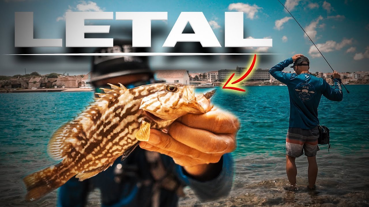 Máxima ACTIVIDAD de MEROS de 3 ESPECIES [DARTING ¿sigue Funcionando?] | Lured Vlog 284