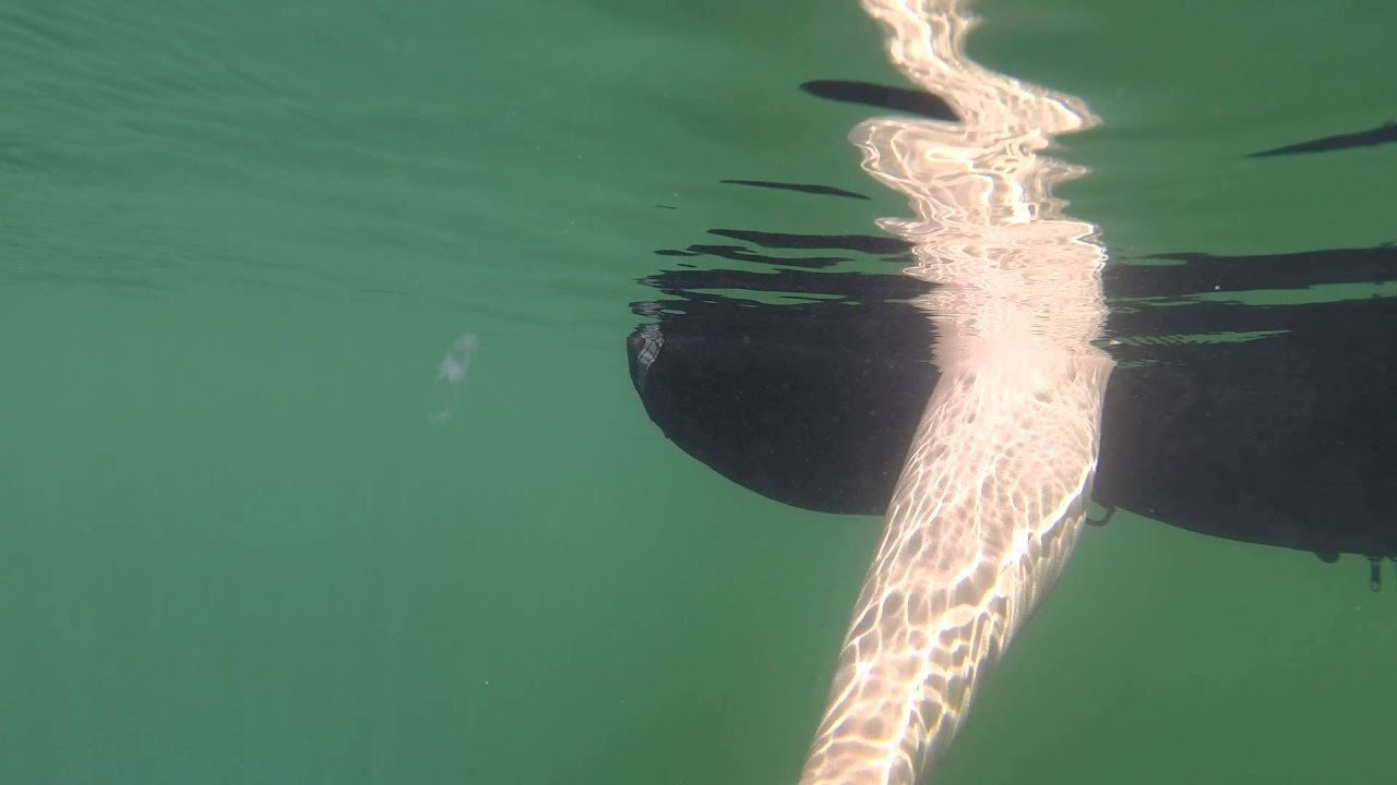 Medusas de agua dulce