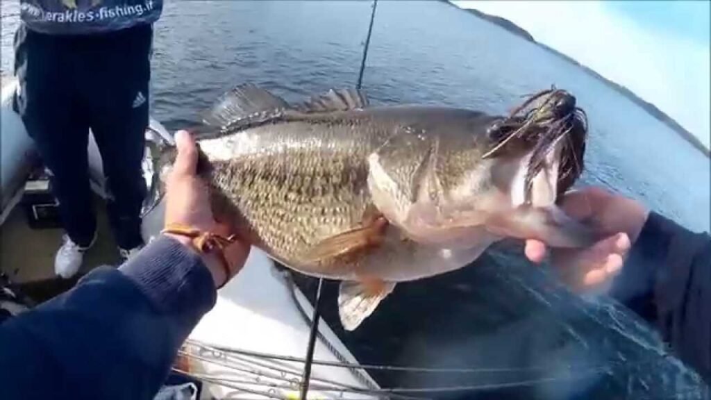 Micro Jig de Limit Bass