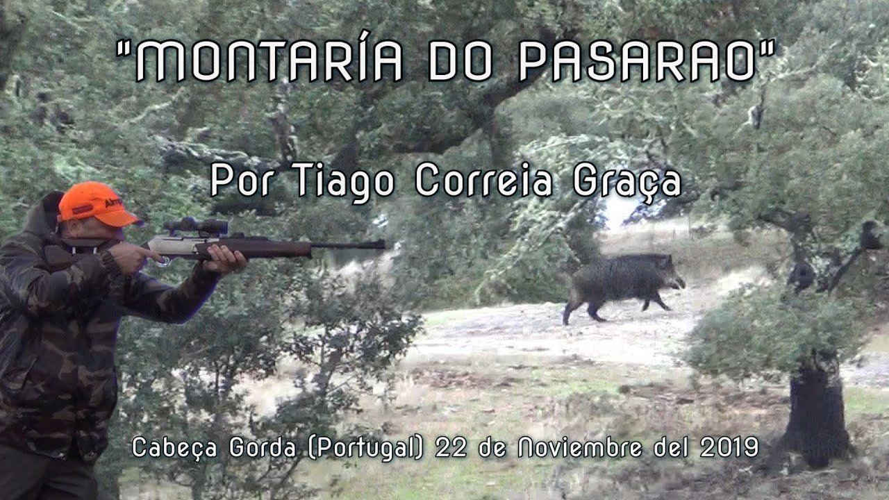 MONTARIA DO PASSARÃO POR TIAGO CORREIRA GARÇA CABEÇA GORDA (PORTUGAL) El 22 Noviembre del 2019