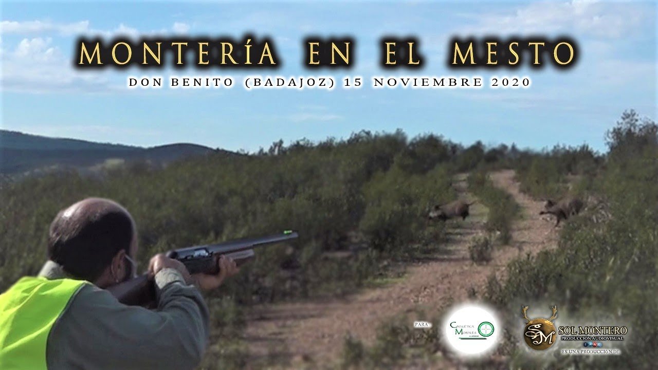 MONTERÍA EN EL MESTO POR CINEGETICA MORALES en Don Benito (Badajoz )15 de Noviembre del 2020.