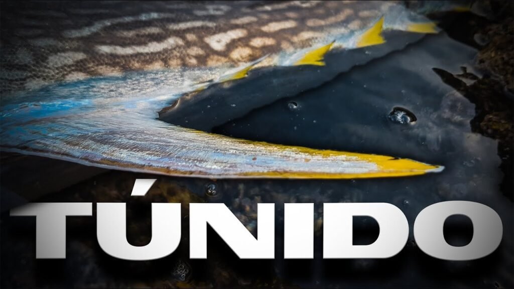 ¿NO Conoces ESTOS PECES? [ Ú ]