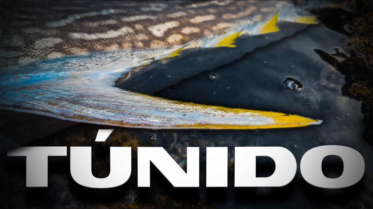 ¿NO Conoces ESTOS PECES? [ Ú ]