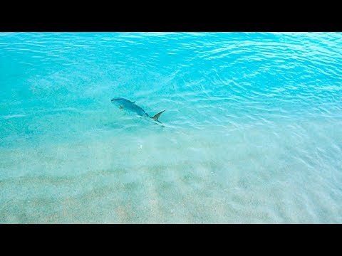 No esperábamos ESE PEZ en la PLAYA | Lured Vlog 65