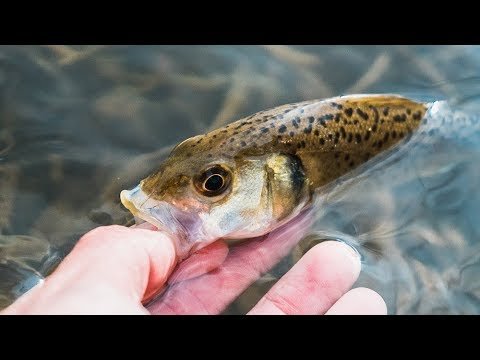¡No nos esperábamos TANTOS PECES! | Lured Vlog 67