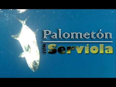 Palometón se come una Serviola!! | Spinning