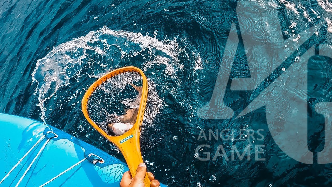 PECES y   en [   ] | Partida "amistosa" (pero no tanto)