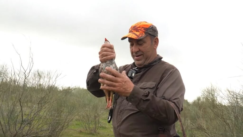 Perdices al salto en la Serena
