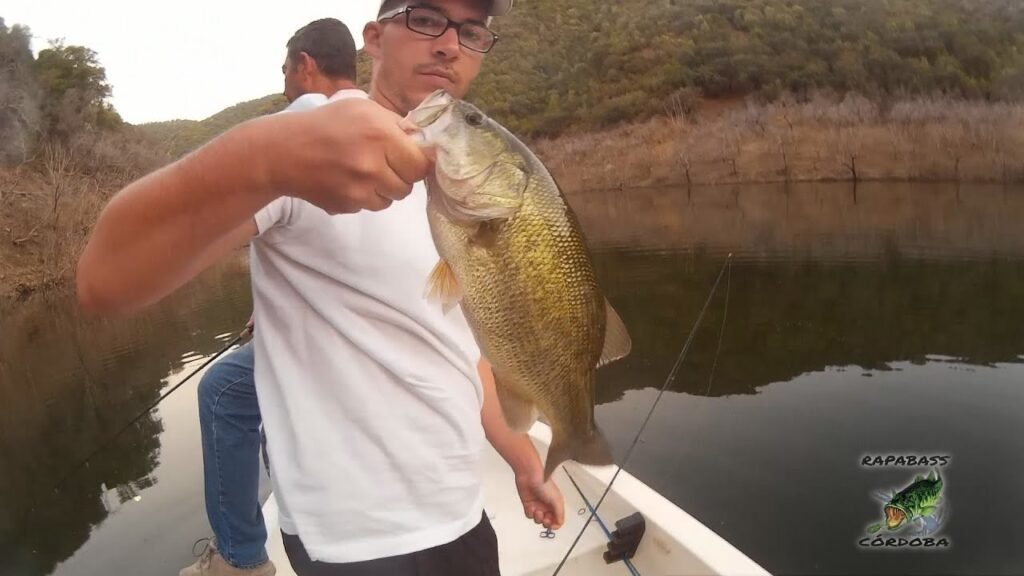 Pesca de 3 Black Bass a superficie