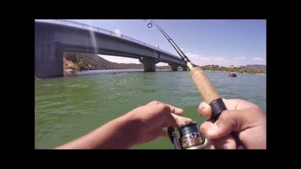 Pesca de grandes ciprinidos a spinning desde pato.