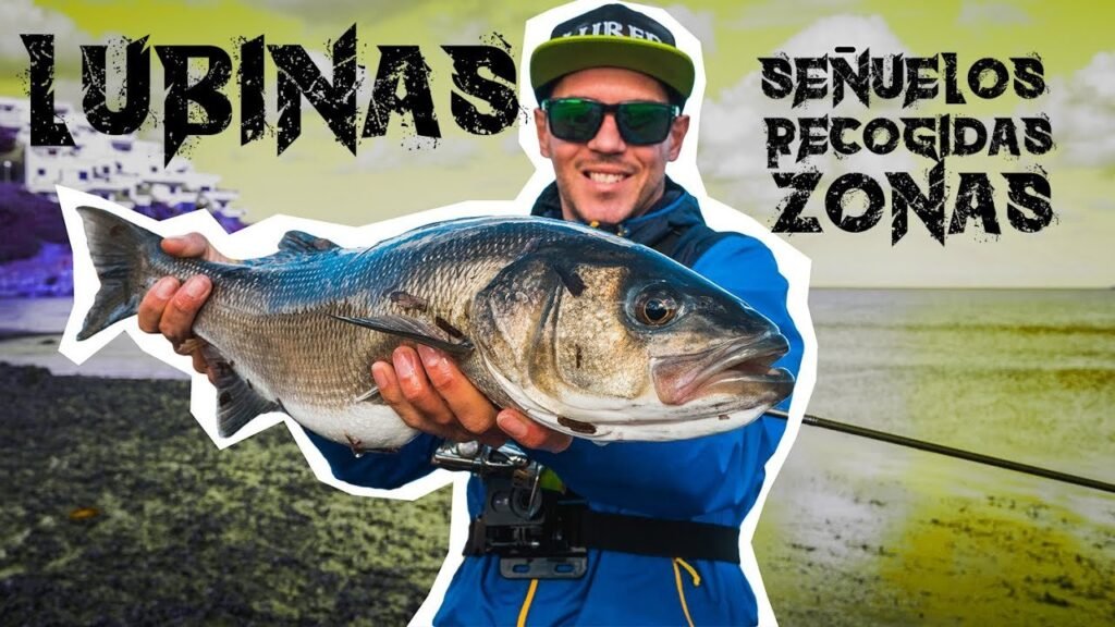 Pesca de LUBINA [SEÑUELOS, ZONAS y EQUIPOS] | Lured Q&A #98