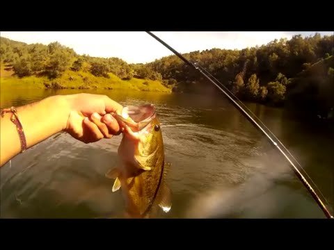 Pesca del Black Bass en el río Guadalmellato | HD