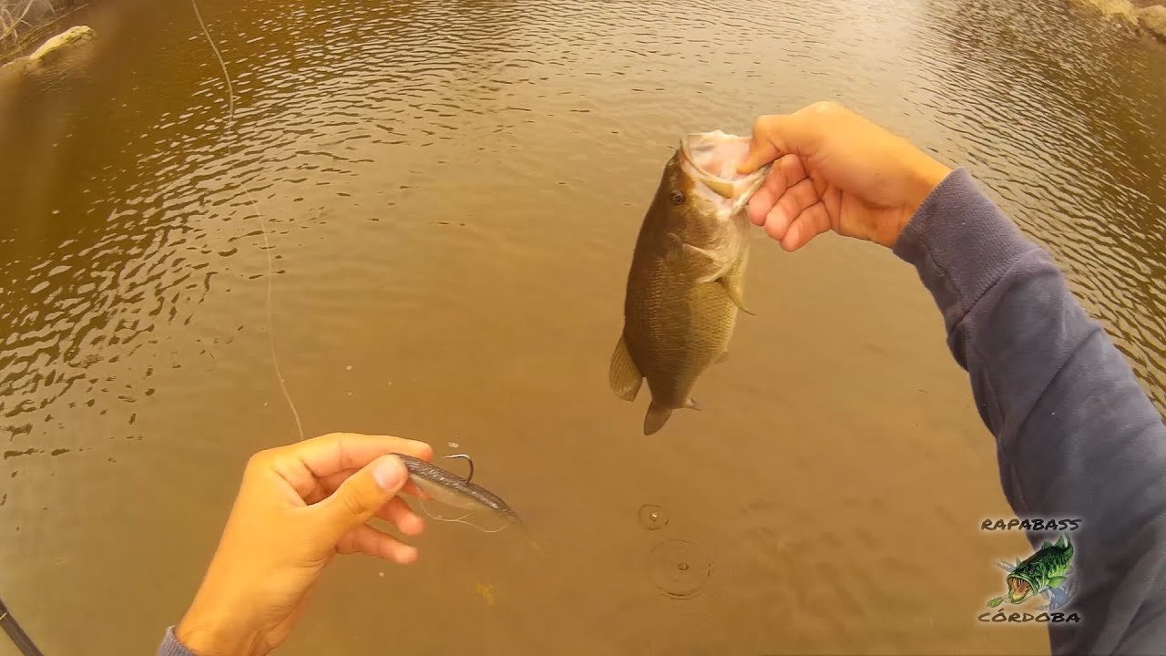 Pesca del Black Bass en el rio Guadiato | HD