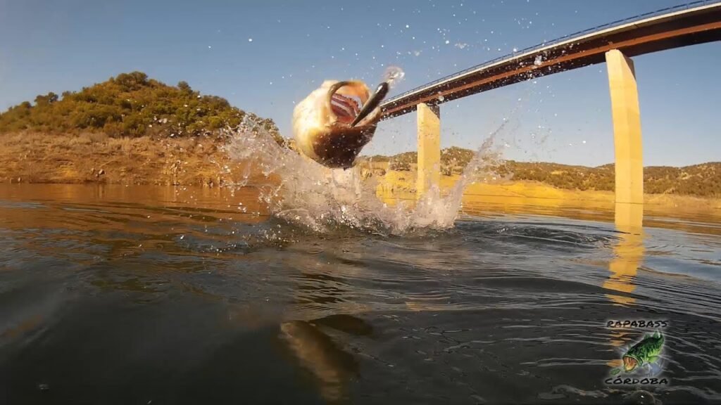 Pesca del Black Bass en Septiembre | HD