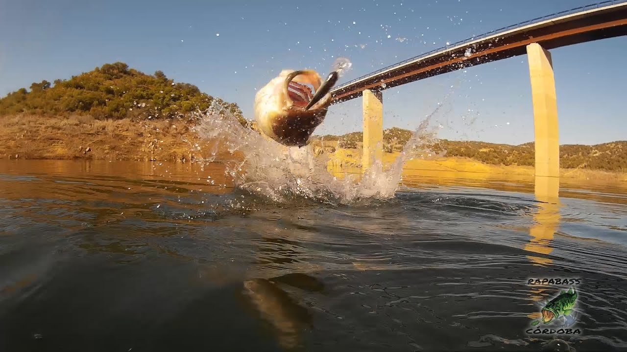 Pesca del Black Bass en Septiembre | HD
