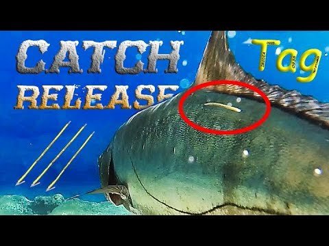 Pescadores ¿científicos? | Captura MARCAJE y suelta