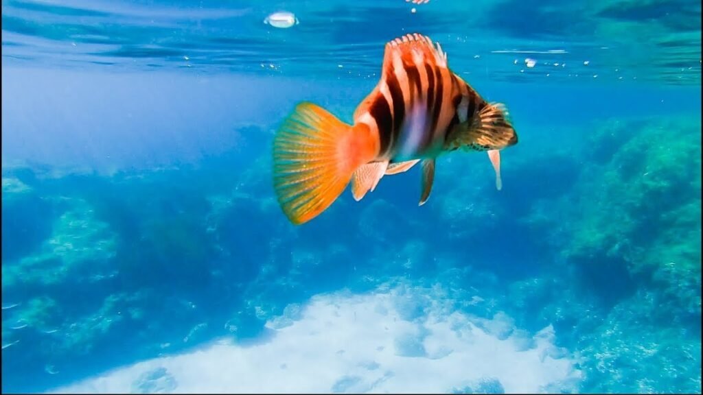 Pescando en un ISLOTE con agua ULTRA CRISTALINA | Lured Vlog 91