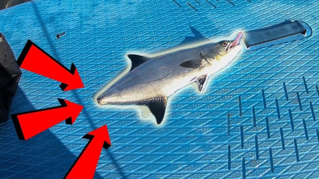 Pesqué este PEZ SIN COLA [No Me Había Pasado Nunca] | Lured Vlog 110