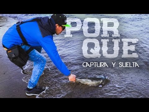 ¿POR QUÉ Captura y Suelta? Lo que muchos no entienden