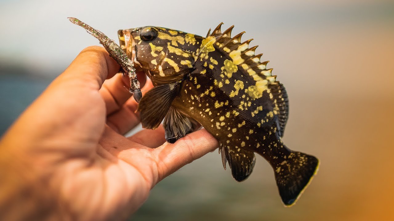 ¿Por qué pescas en el SITIO más DIFÍCIL?