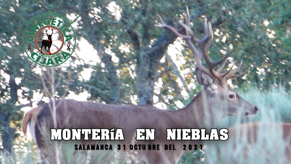 PREVIO MONTERÍA NIEBLAS POR CINEGETICA CIJARA   en Salamanca 31 de Octubre del 2021