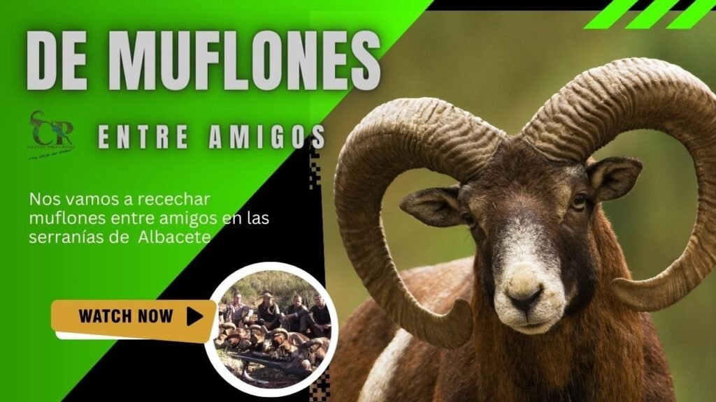 RECECHANDO MUFLONES ENTRE AMIGOS CON CLUB DE CAZA COTO PRIVADO